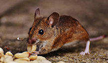 thermal-imaging-pest-detection Experts in Shavertown
